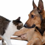 Cat and Dog Sniffing each other