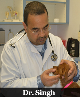 Dr. Singh: Sisk Veterinary Hospital - Modesto, CA - Our Veterinarian Dr. Singh