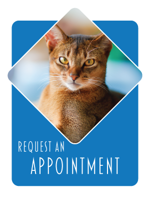 Request Appointment Button